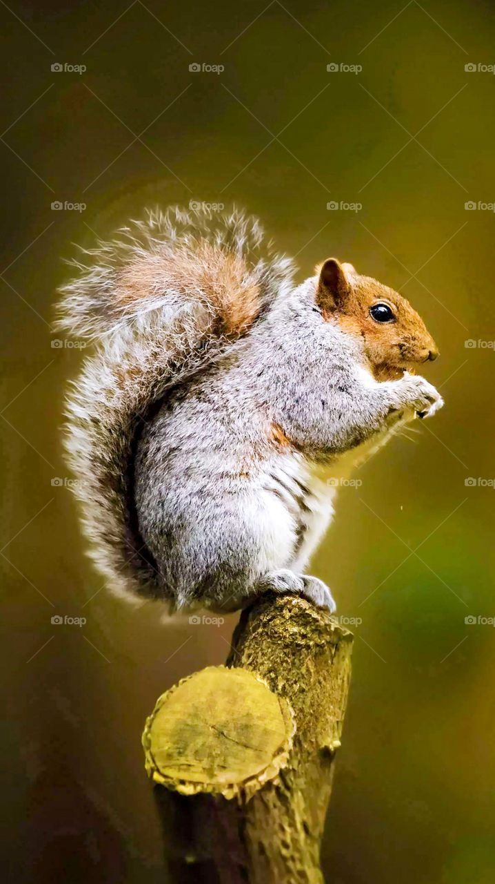 squirrel