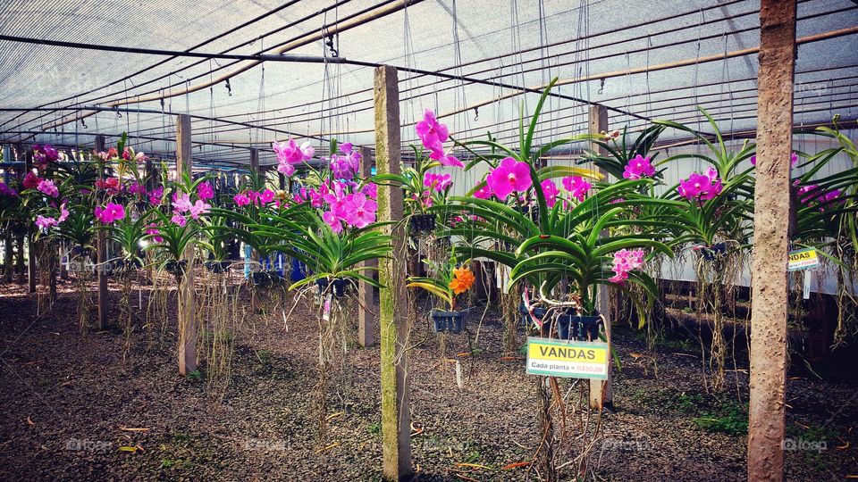 Viveiro de orquídeas, um orquidário.