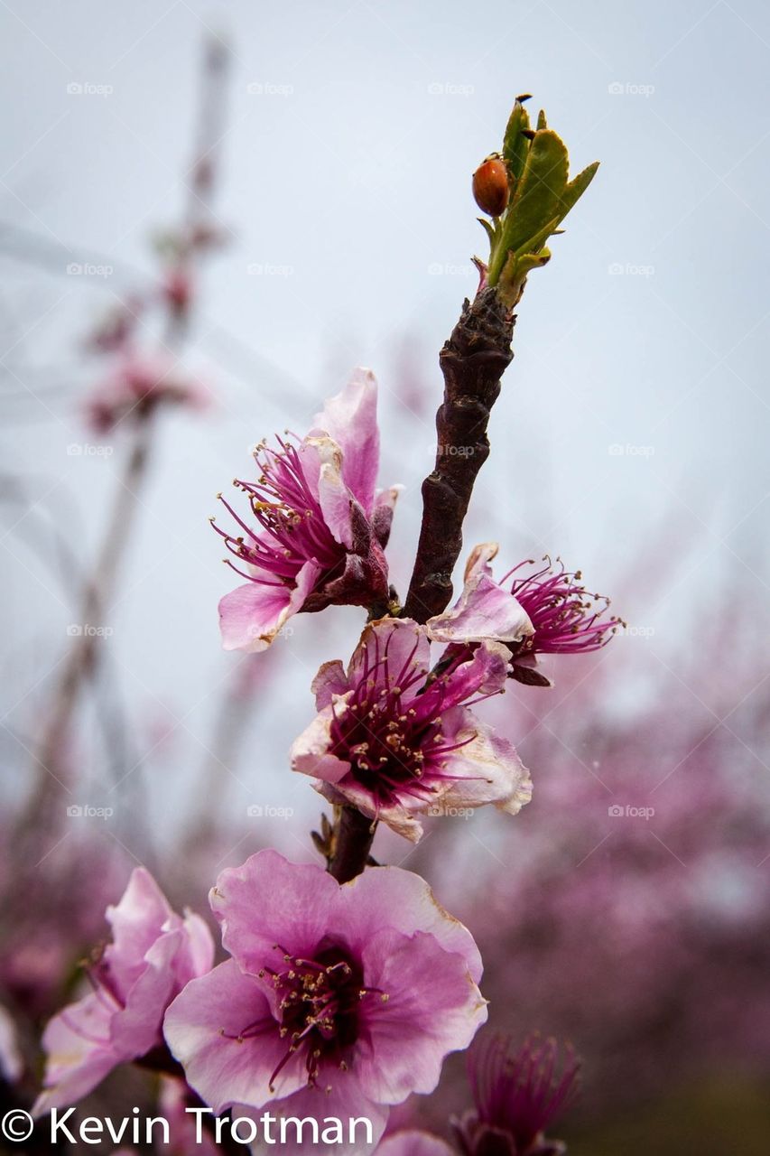 Peach Blossoms in Spring