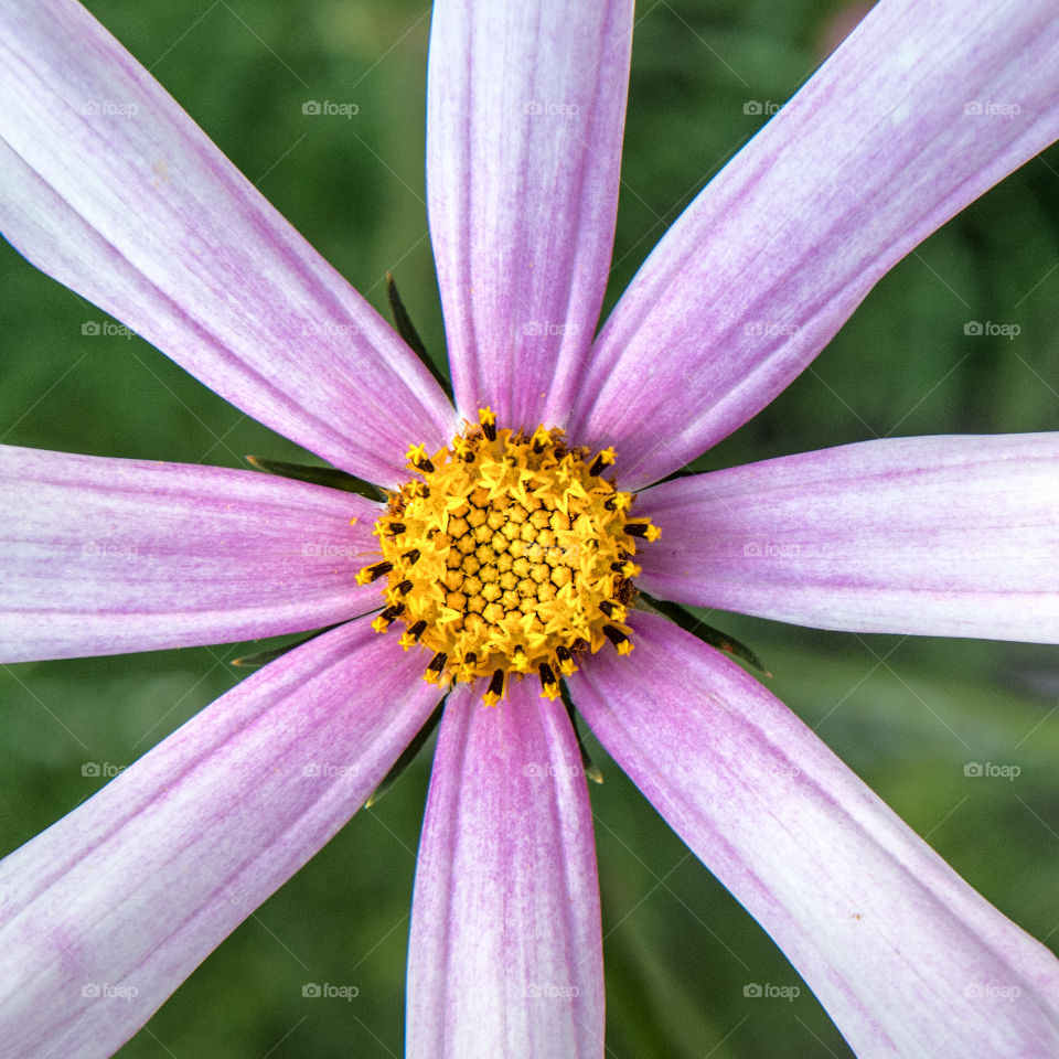 Close-up of flower