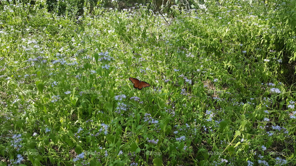 monarch butterfly. garden park