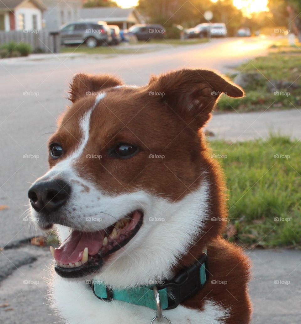 happy dog in the sunset