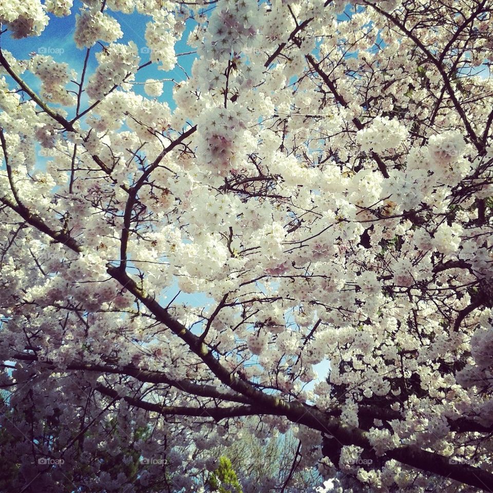 cherry blossoms