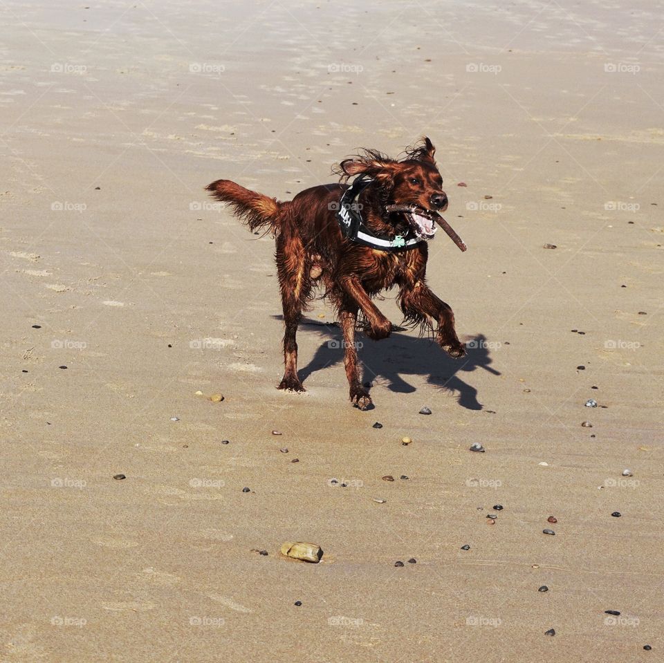 Quinn enjoying himself on the beach playing with a piece of seaweed in his mouth !