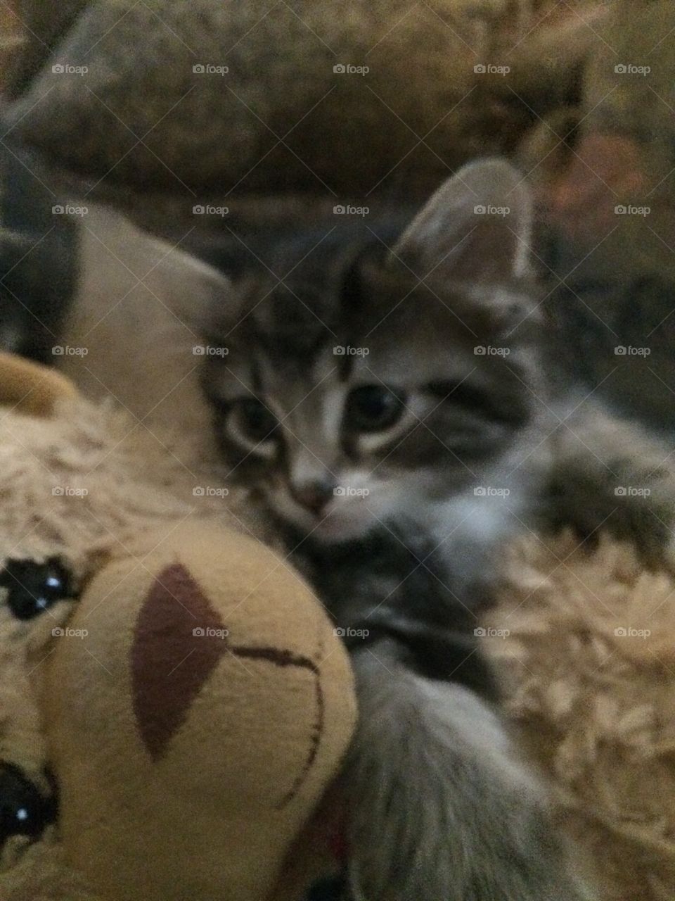 Kitten & teddy bear 
