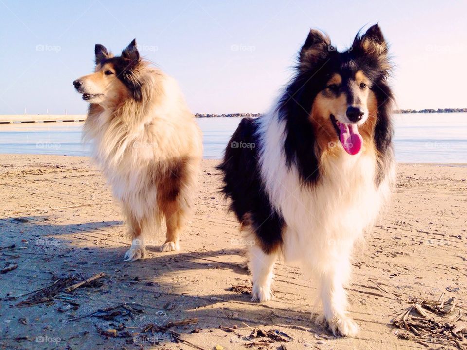 Beach Dogs