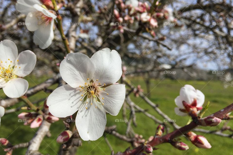 Almond blossom tree in a field 
