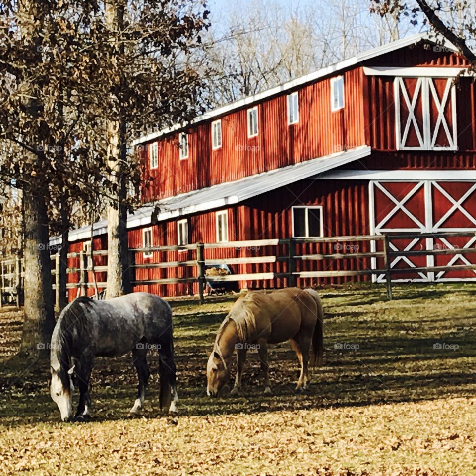 Gray & Brown Horses Eating