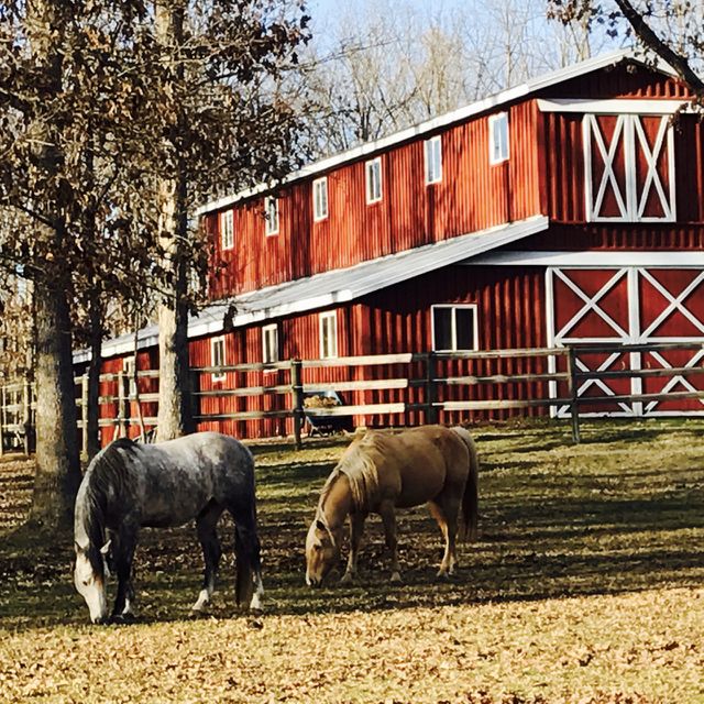 Gray & Brown Horses Eating