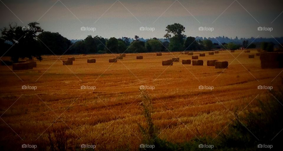 Hay day. Taken in park in Windsor 
