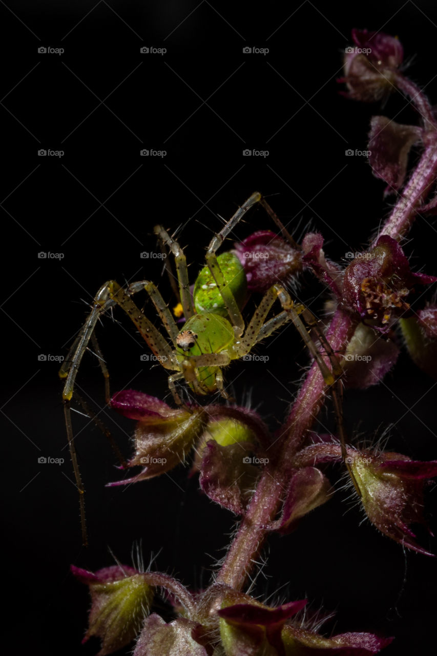 Tiny green spider