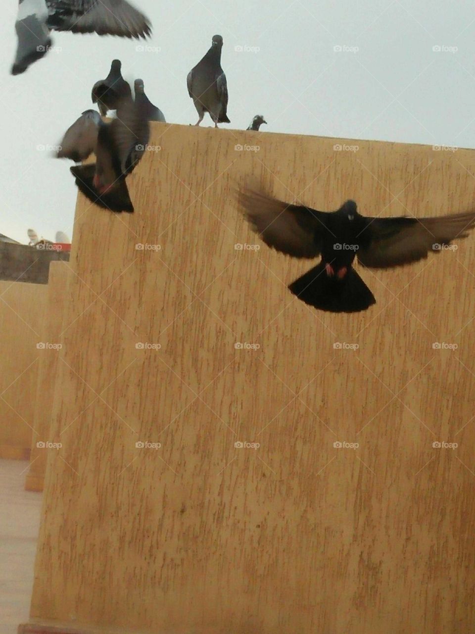 pigeons in flight.