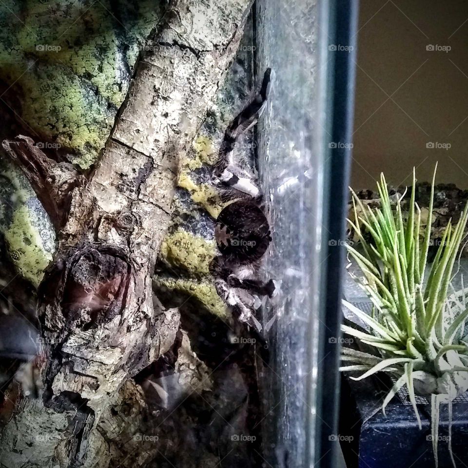 Tarantula giving the cold shoulder