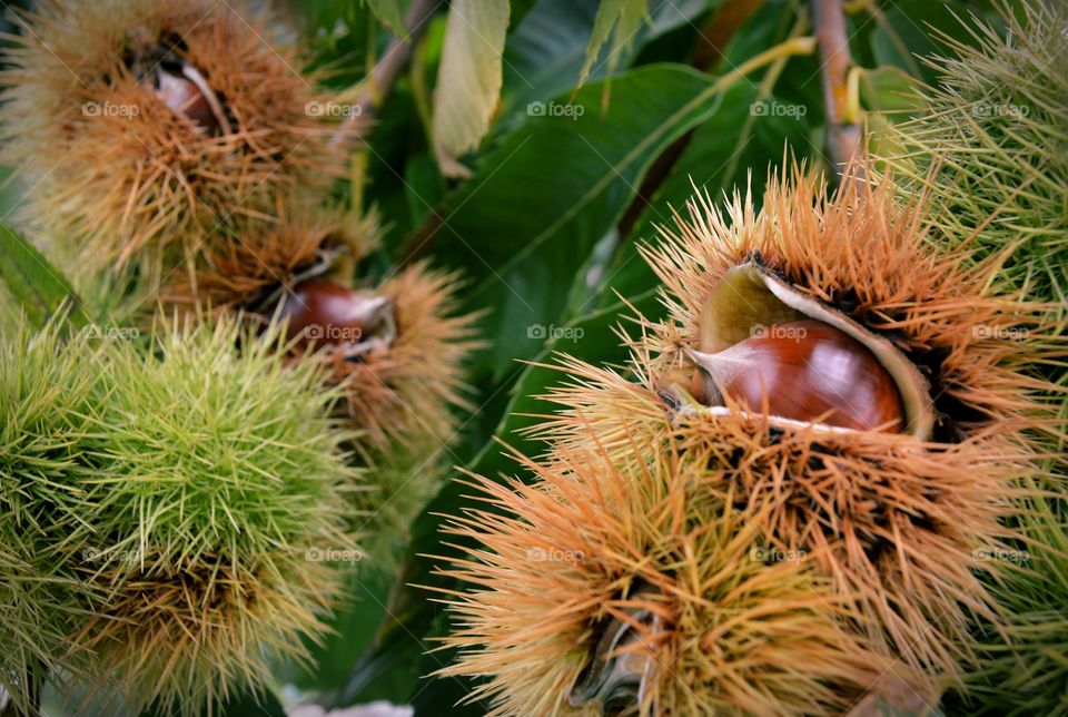 Chestnuts on a tree