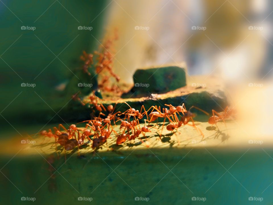 ants are very fast and  unity.