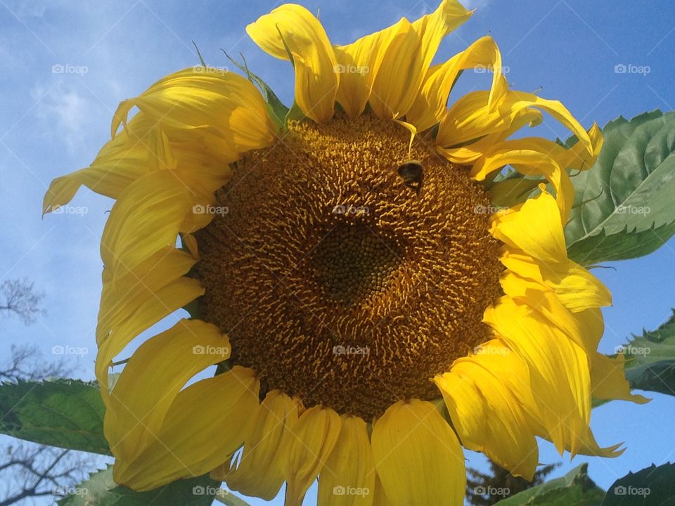 Beautiful sunflower 