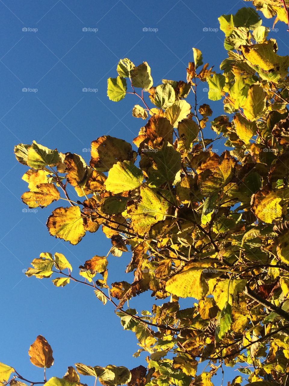 Leaf, Fall, Tree, Nature, No Person