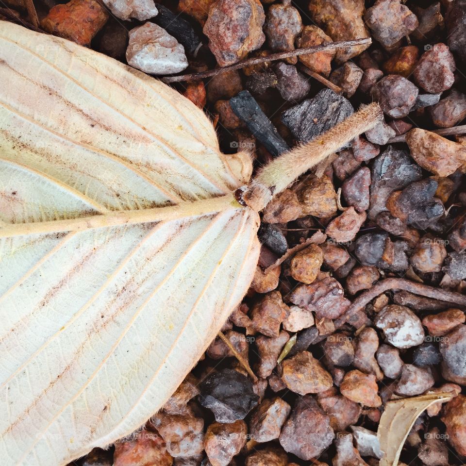 Leaf, Nature, Fall, Desktop, No Person