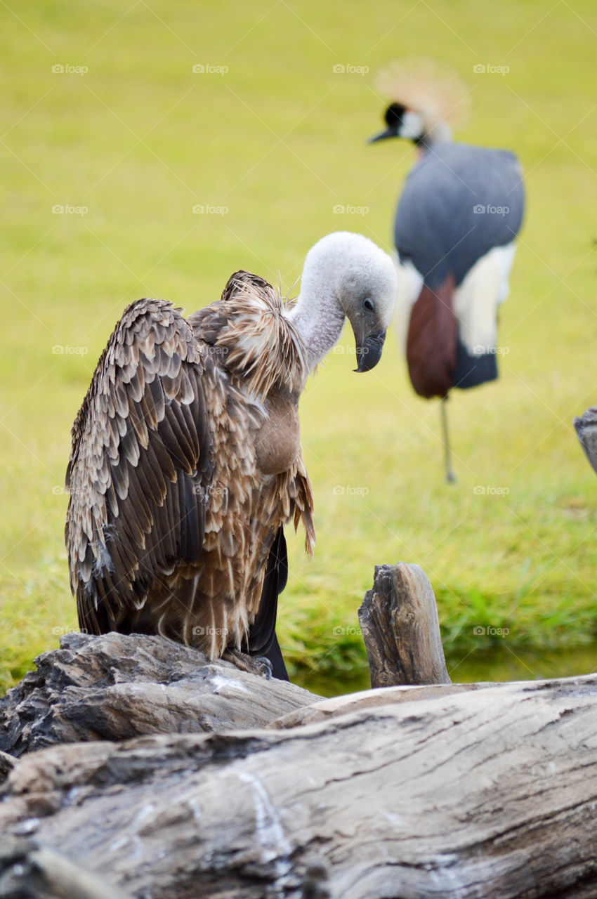 Vulture sitting on a log in a field