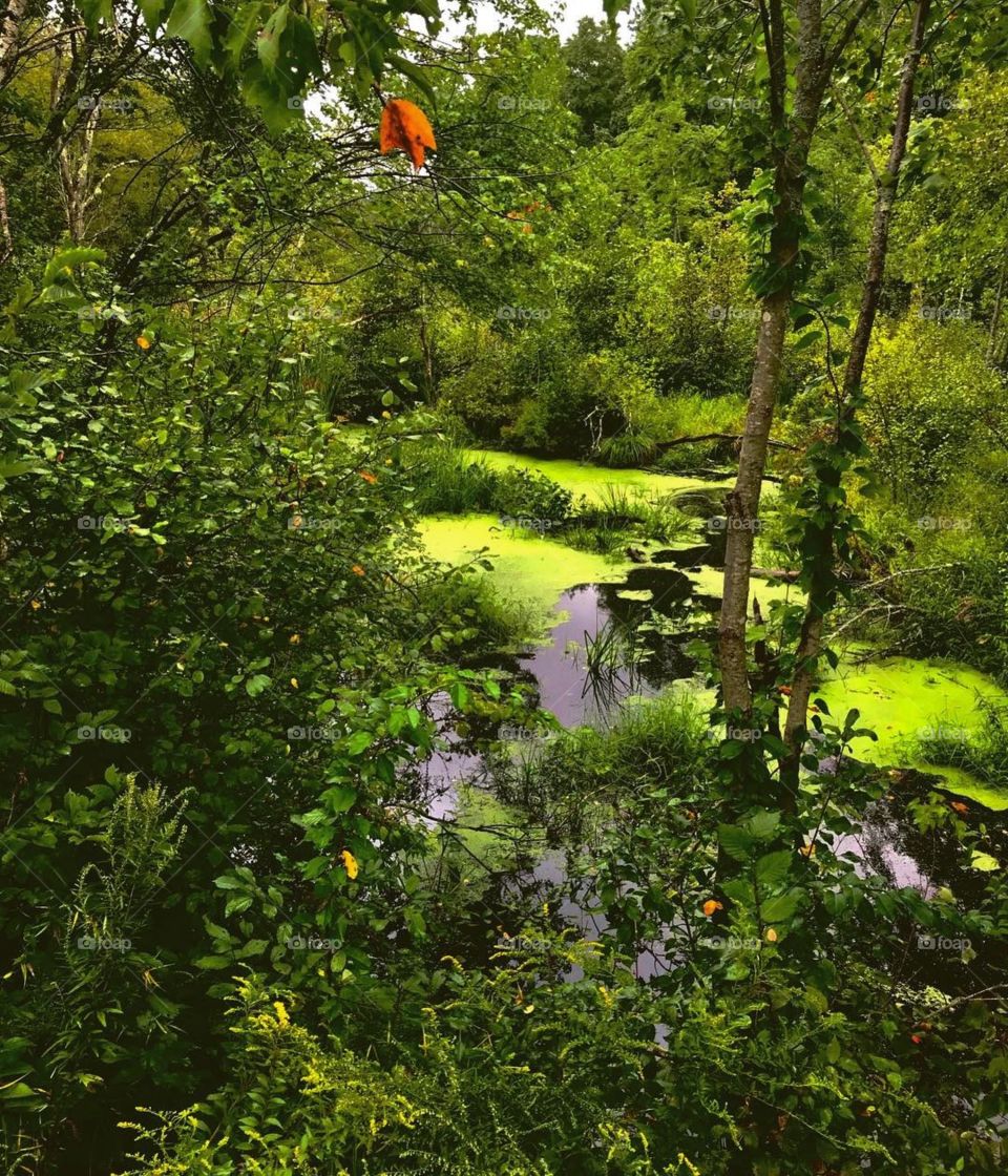 Algae covered Pond 