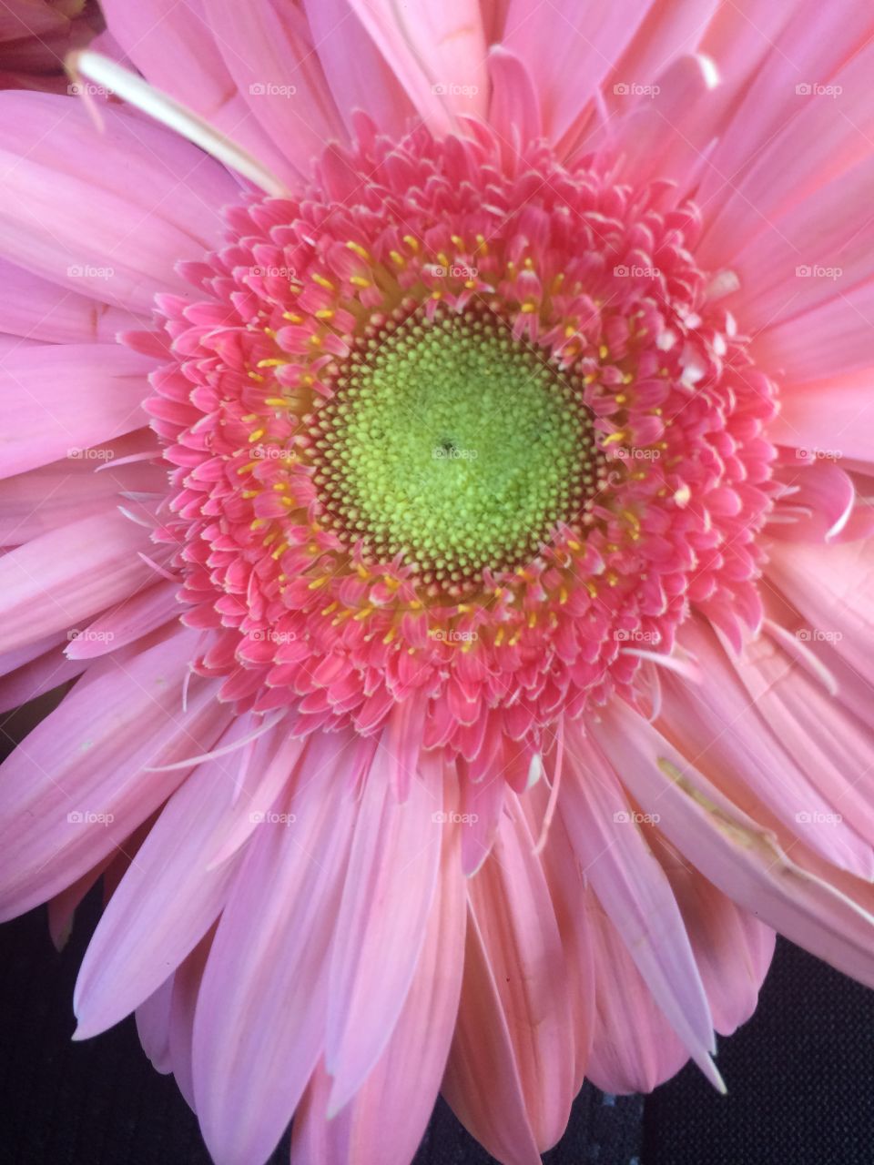 Close up baby pink flower with green center 