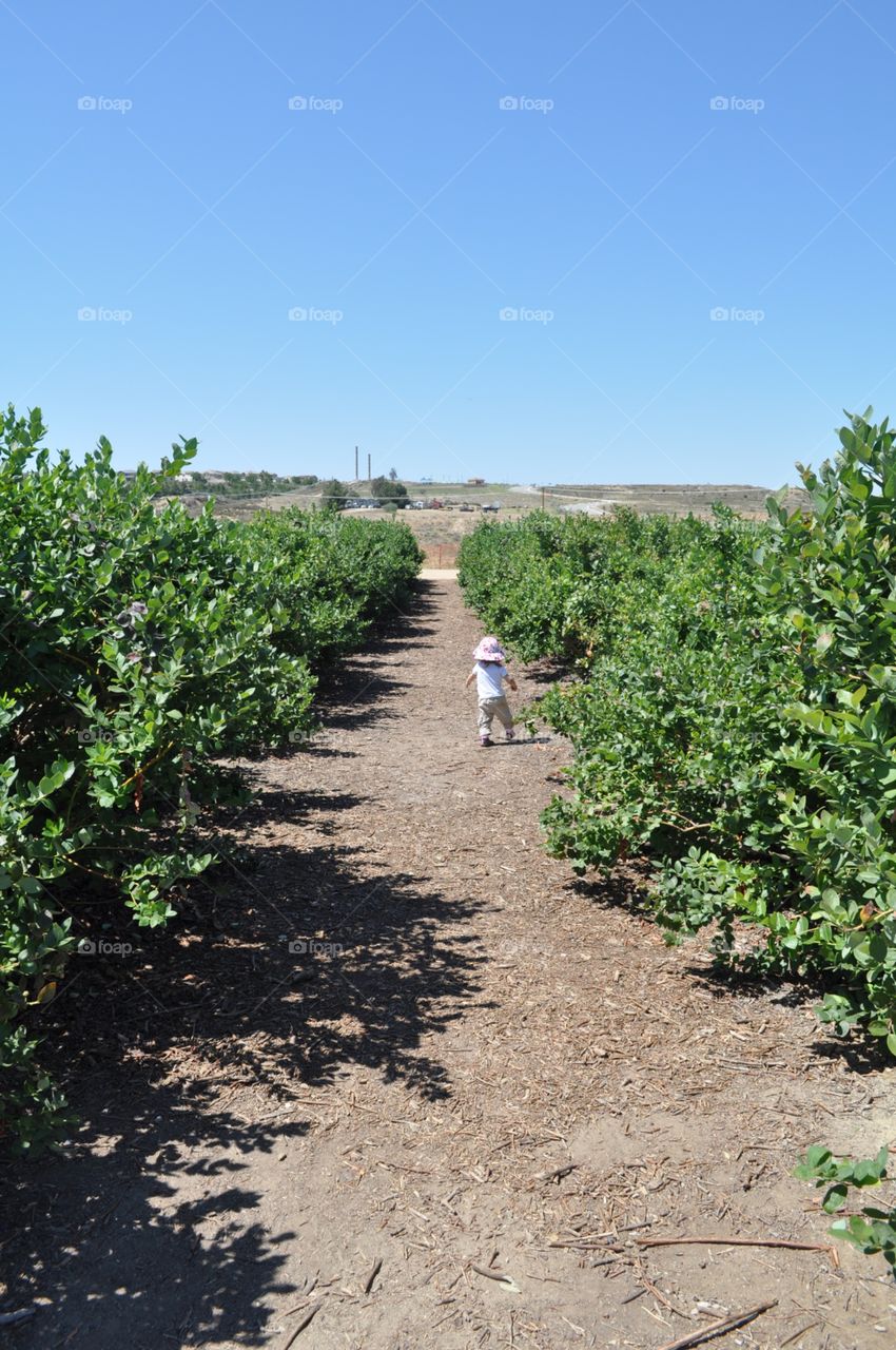 Blueberry field