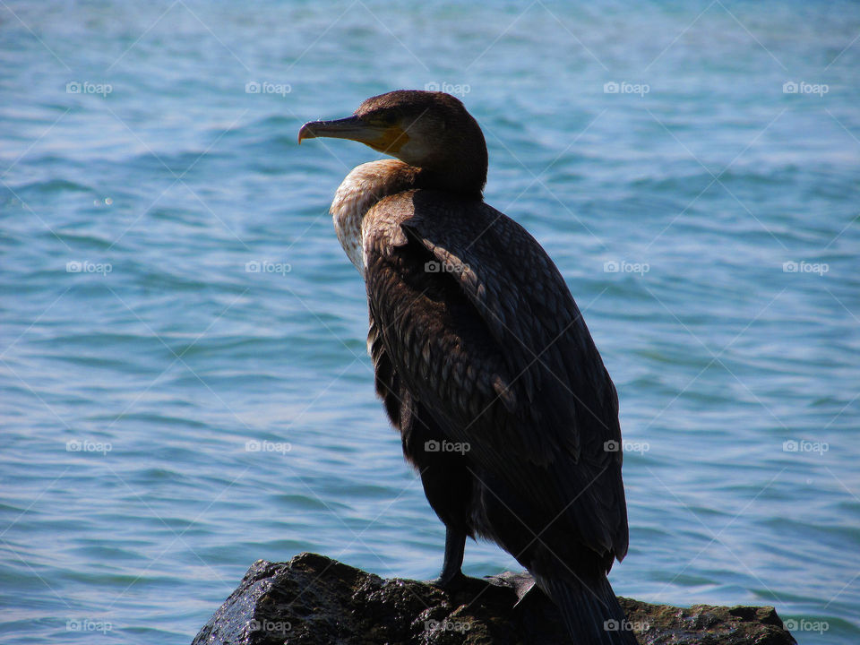 Again, cormorant