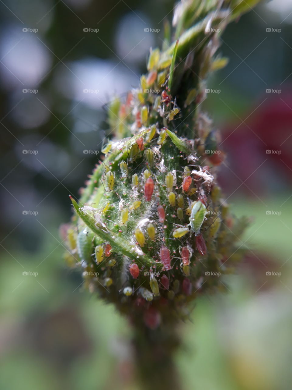 When colony of insects attack the flower