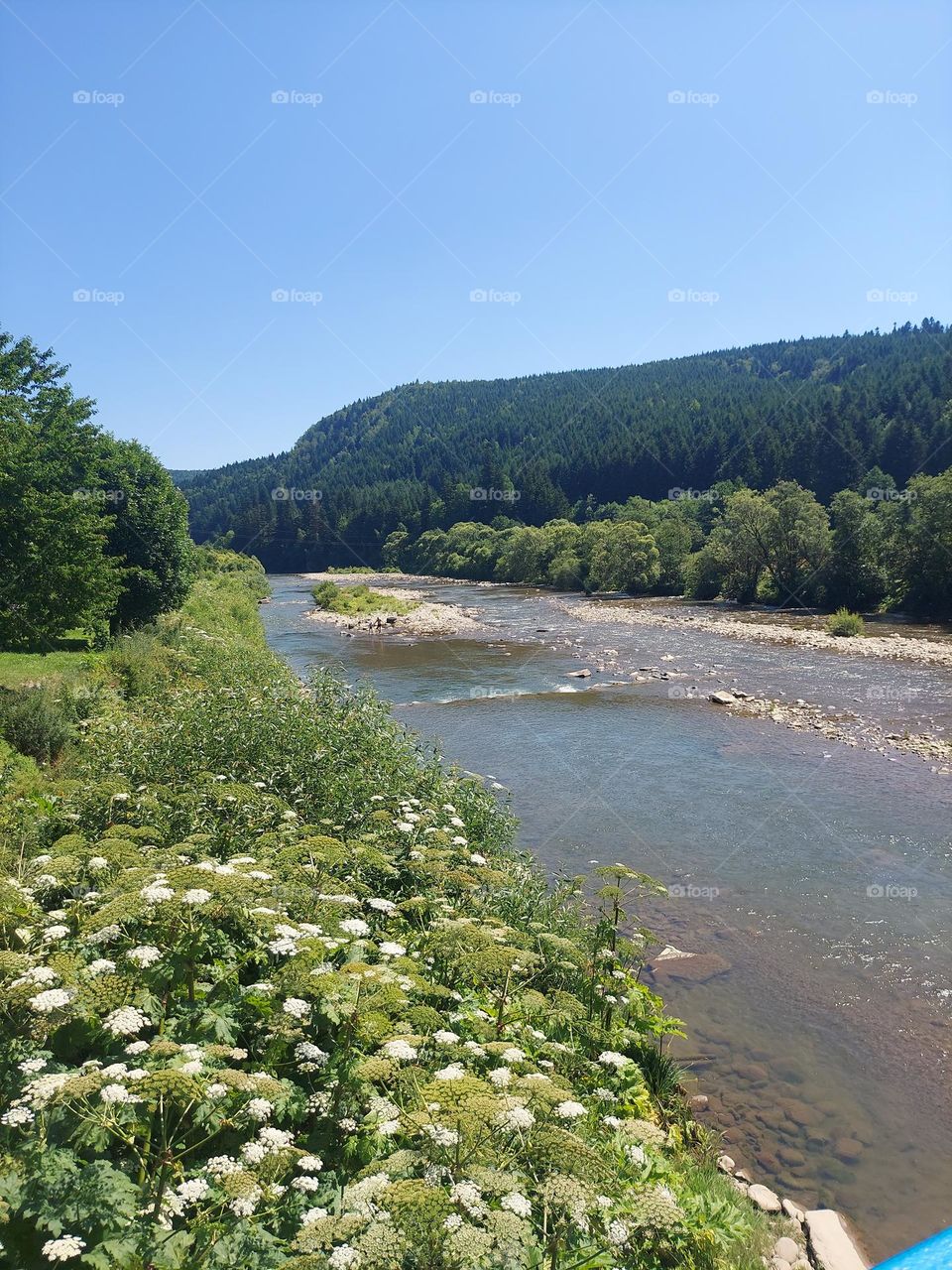 Carpathian Mountains. Nature of Ukraine.Magical Ukraine. Mountain river.