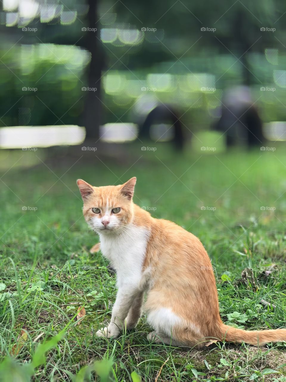 Orange Cat sitting in green grass