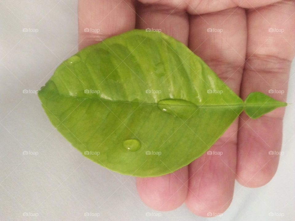 Beautiful drops of water on a green plant.