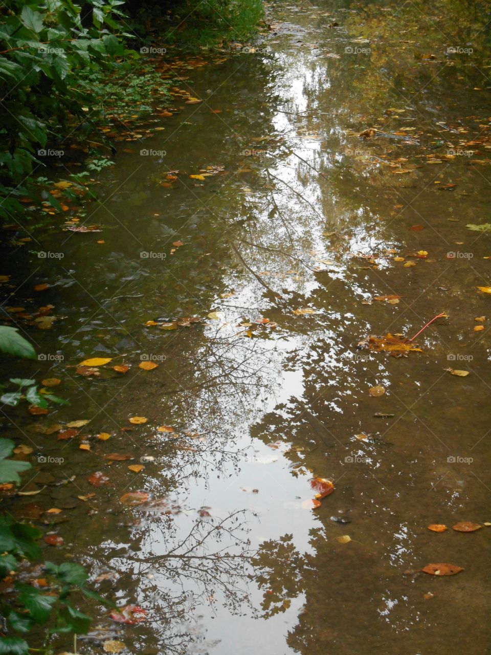 No Person, Water, Fall, Nature, Leaf