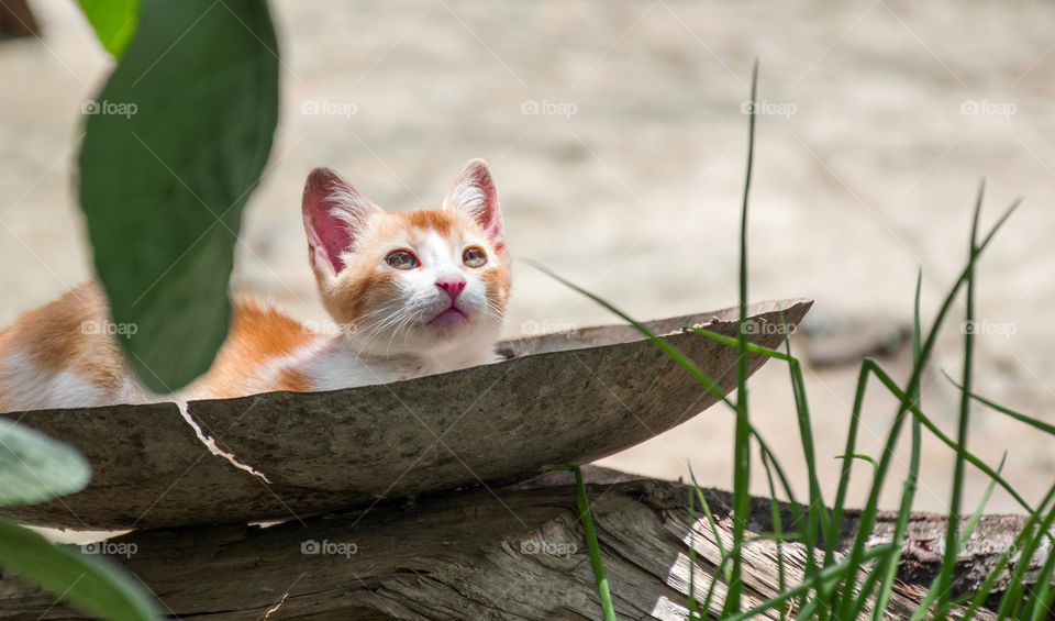 A cute little kitten with pink nose enjoying a warm sunny day