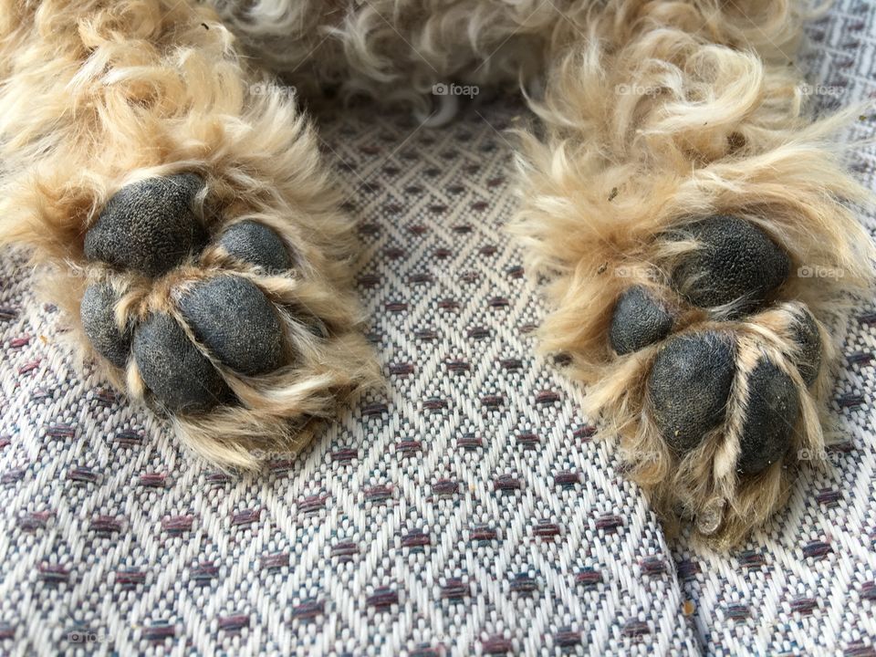 My poodle says:  Hey, those are My Feet???