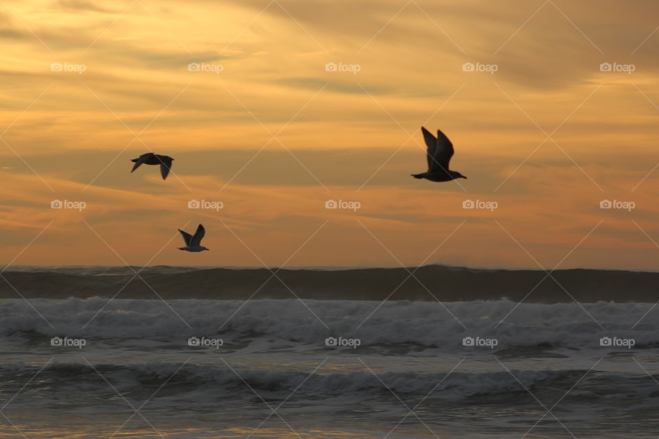 Birds at sunset . Taken at Oceanside,  Oregon. 