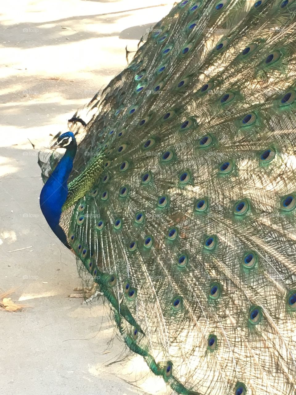 Proud as a peacock 