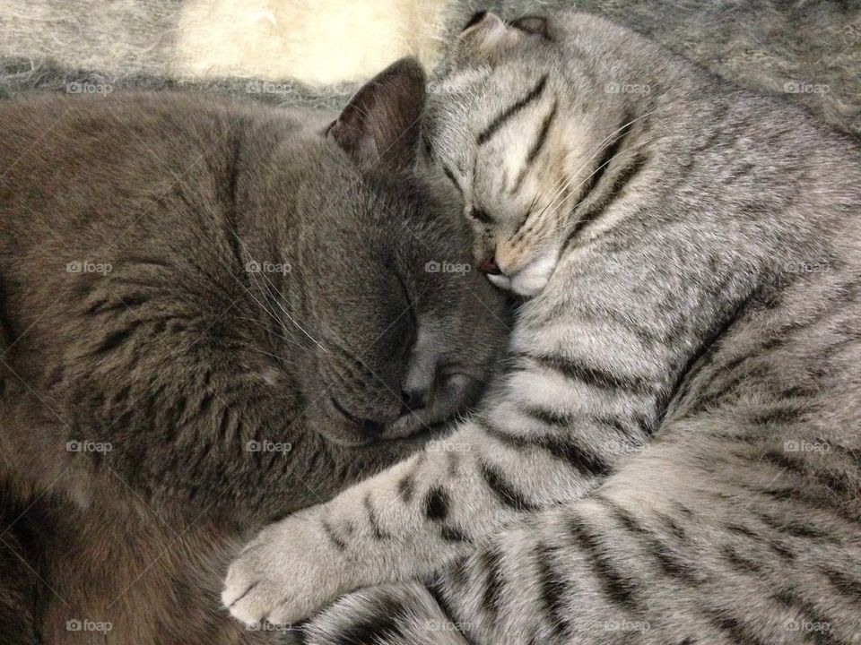 Two cats sleeping 