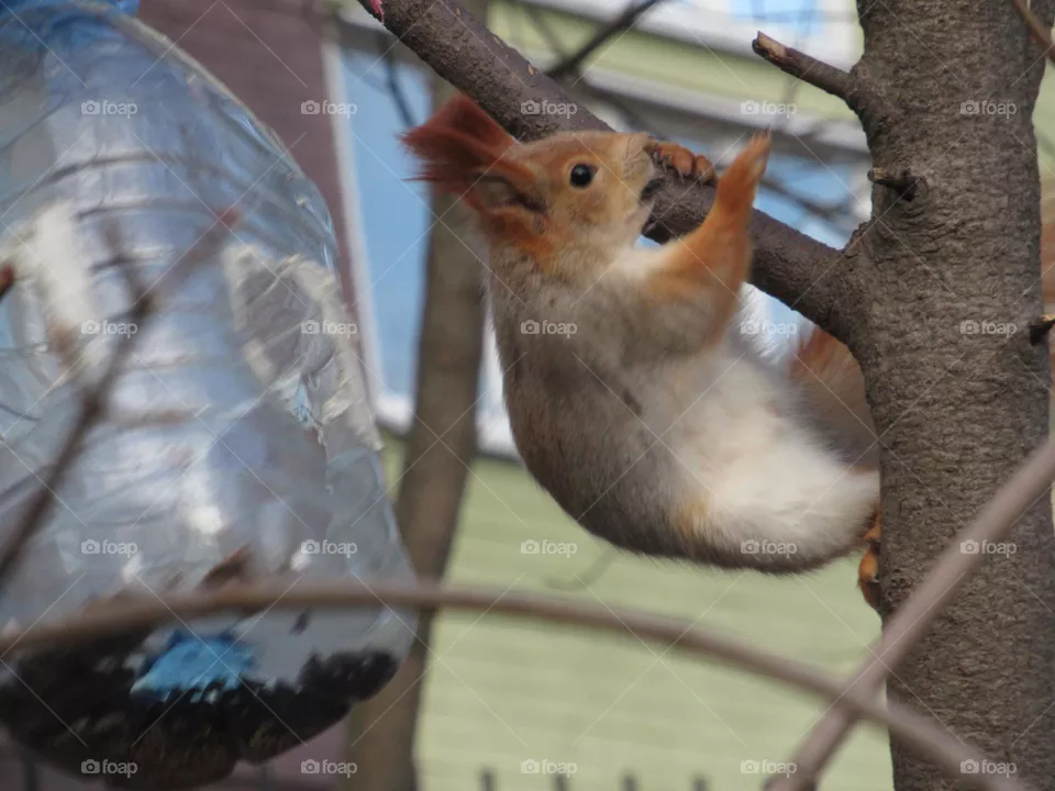 red squirrel in the city, in the park, jumping through the trees, eating nuts