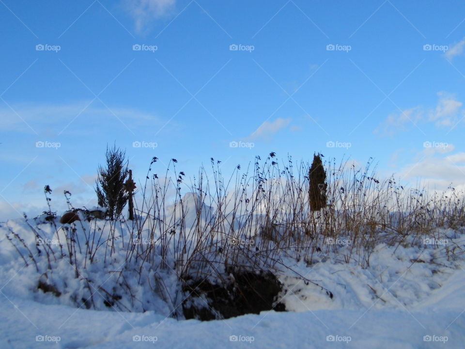 blue sky in the morning and beautiful nature, snow