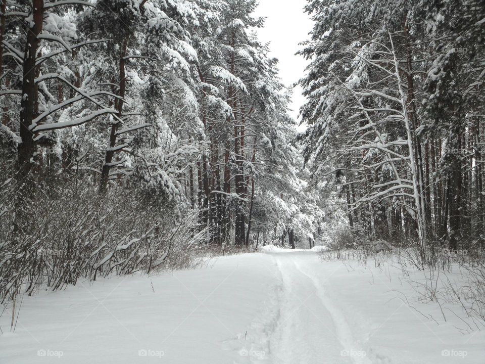 Snow covered empty road through forest