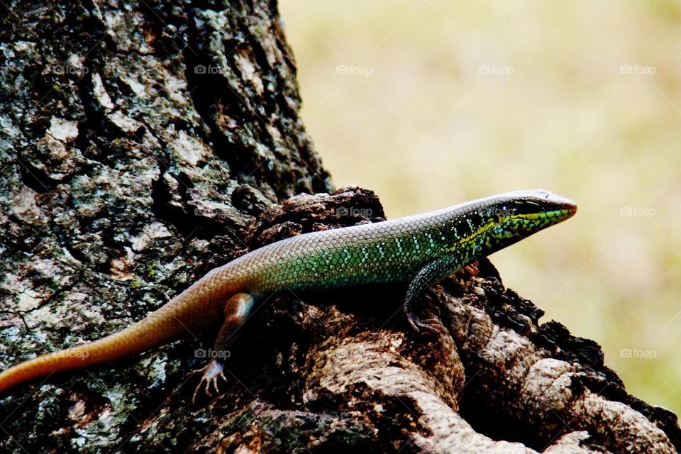 Lizard in Uganda
