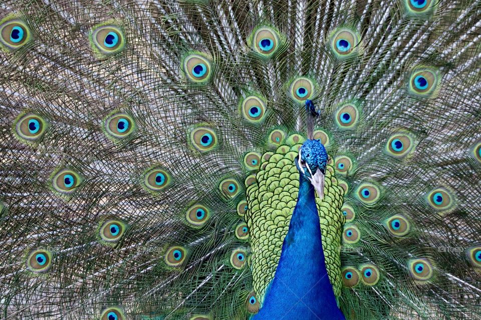 Peacock courtship display 