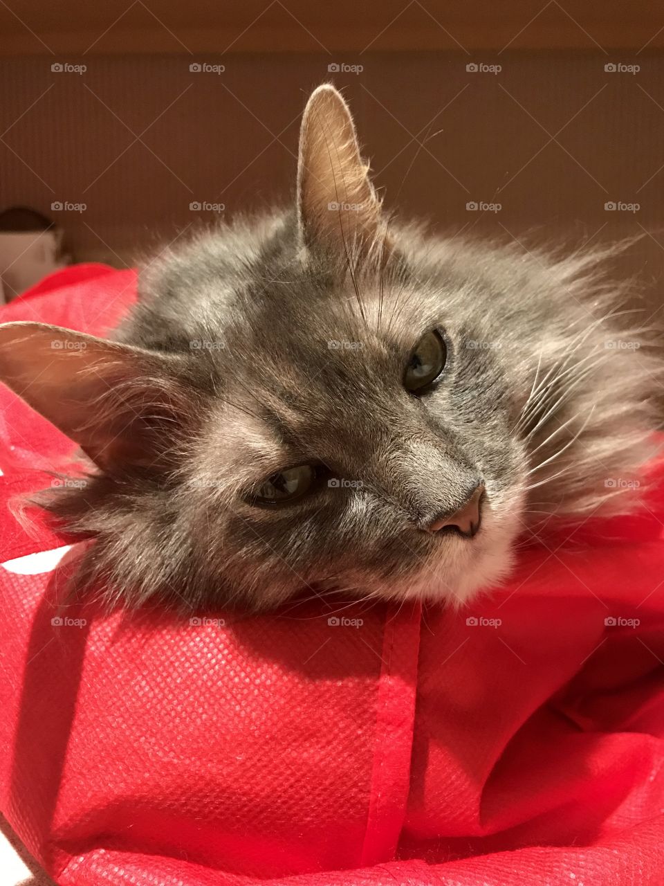 Cat sleeping on a bag 