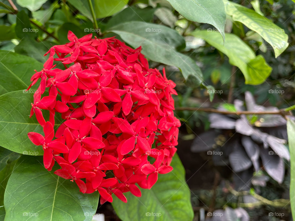 Red flower with small blooms.