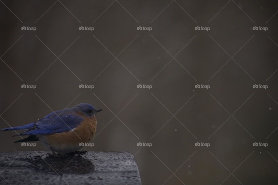 Perched on a snowy day; Pike County Pennsylvania, United States