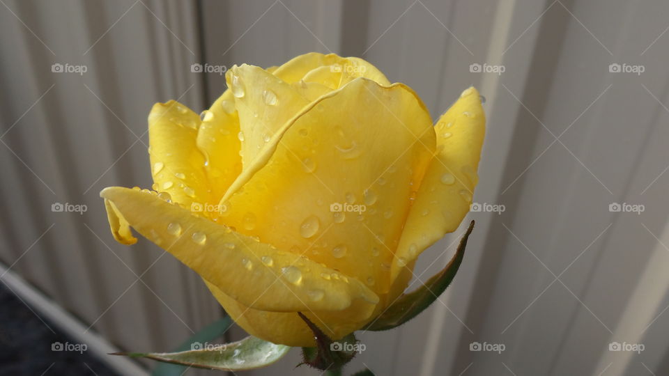 yellow rose