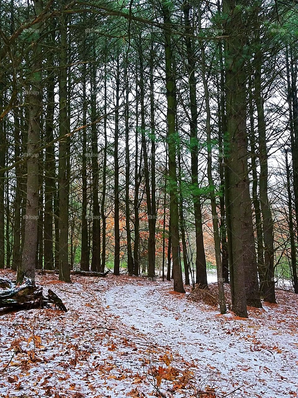 a trail in the woods during winter
