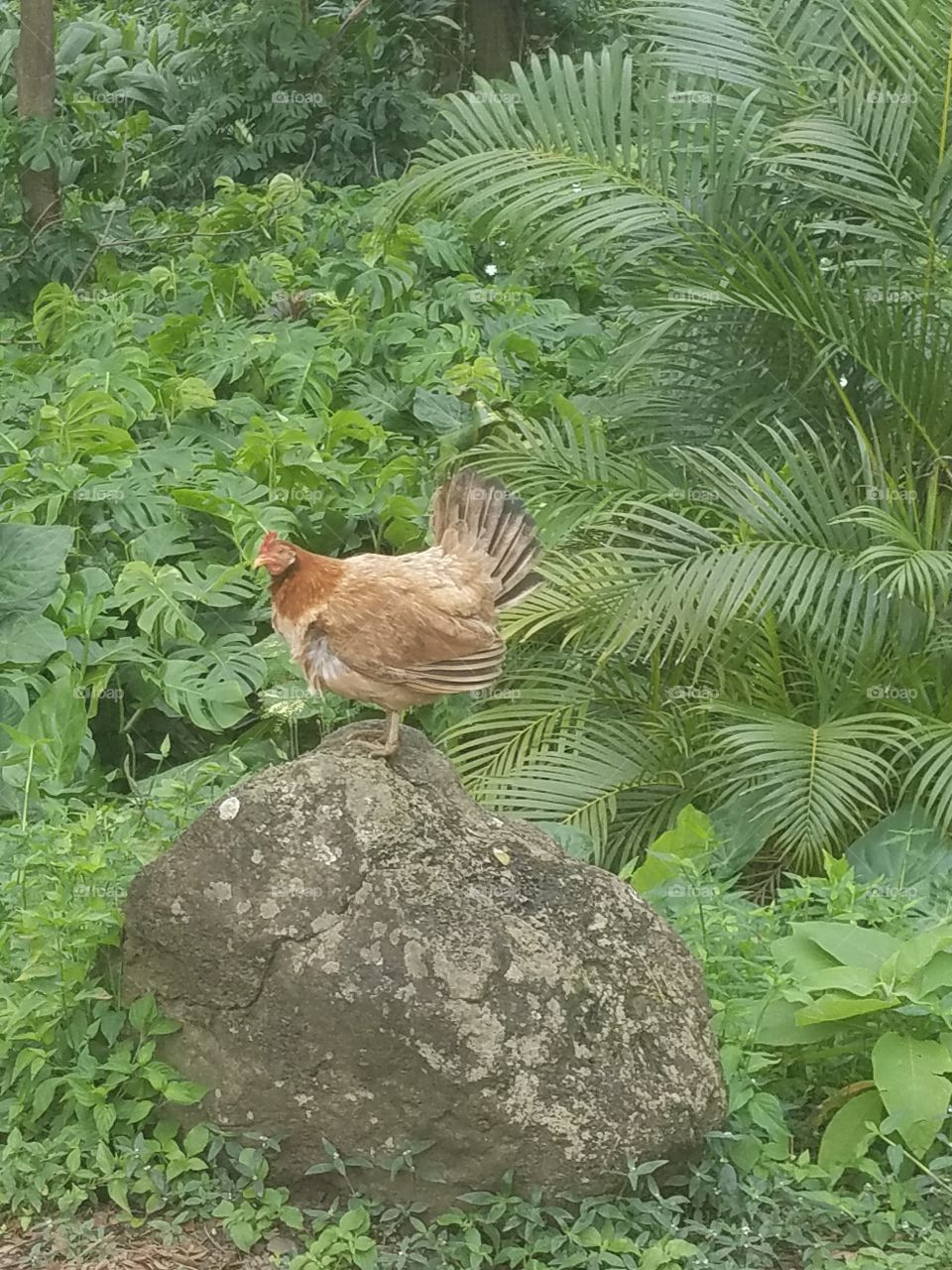 wild chicken