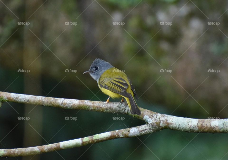 grey headed canary flycatcher
