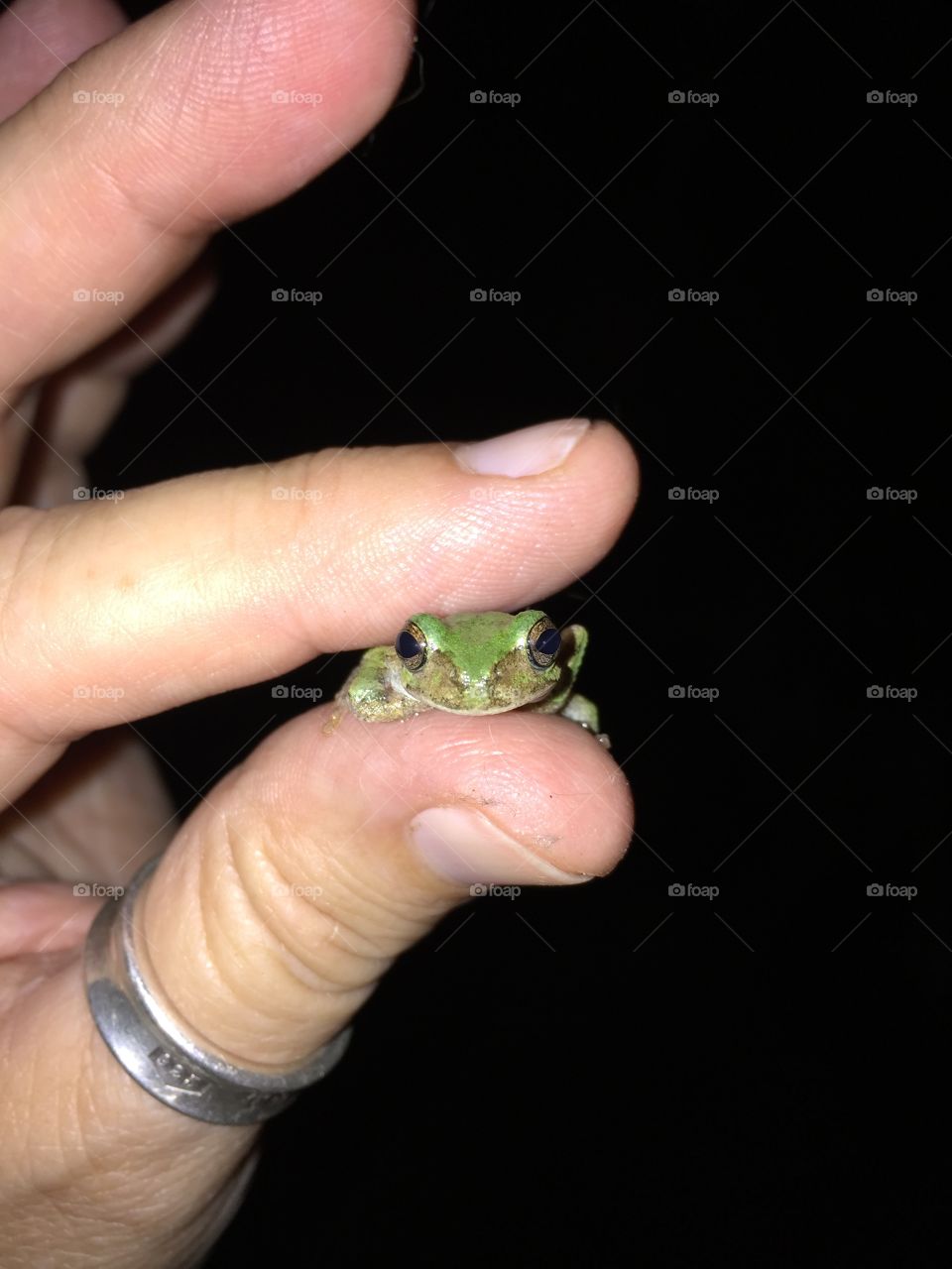 Tiny Frog